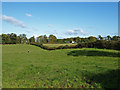 Grazing on Templandmuir Farm