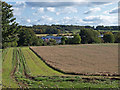 Barley Field