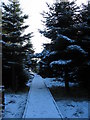 Wintry boardwalk at Langlands Moss