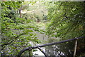 Overgrown pond in woods