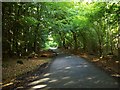 Picked Copse - The Road To West Dean