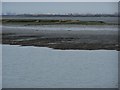 TQ9665 : Fowley Island at low tide from Conyer by David Anstiss