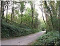 Tree lined road