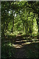 Woodland path near Fifield Heath