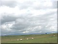 Grazing sheep with the mountains of Snowdonia in the background