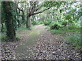 Boscombe: path through Shelley Park woodland