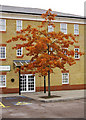 Autumn Colours by Highlands Village Hall, Florey Square, London N21