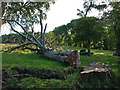 Felled Beech Tree