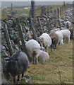 Soggy, sheltering sheep, Baliasta