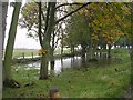 Flooded Woodland - Thorpe Lane