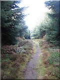 NT4037 : Forest walk, Thornielee by Richard Webb