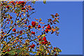 Rowan Berries