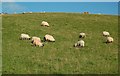 NX3296 : Grazing Sheep by Mary and Angus Hogg
