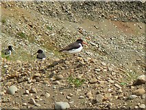 NR8399 : Oyster Catchers by Rich Tea